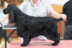 cocker-spaniel