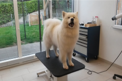 samoyed