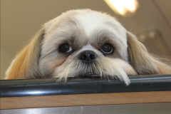 shi-tzu